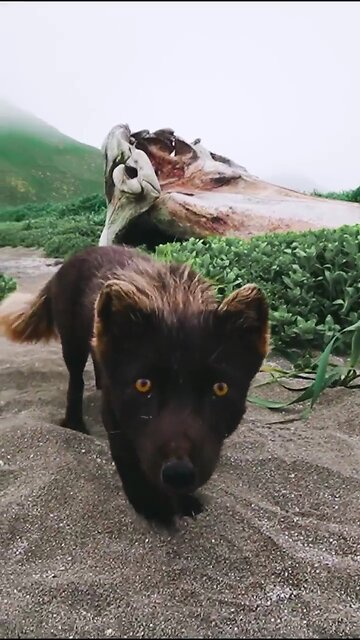 Песцы на острове Янкича,Raposas árticas na Ilha Yankich