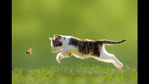 A cat hunt Butterfly