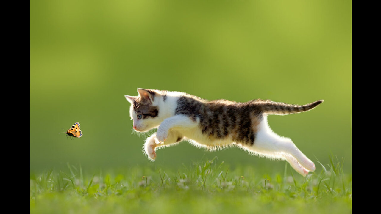 A cat hunt Butterfly