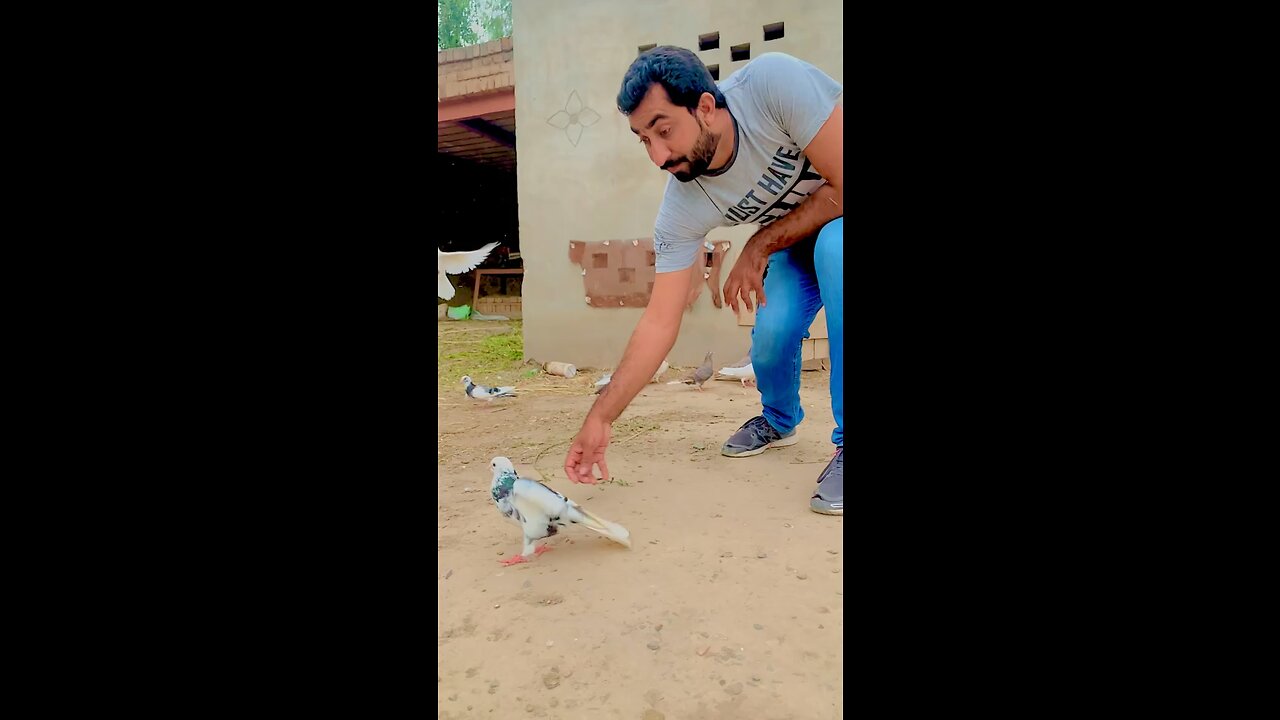 Pigeon lover