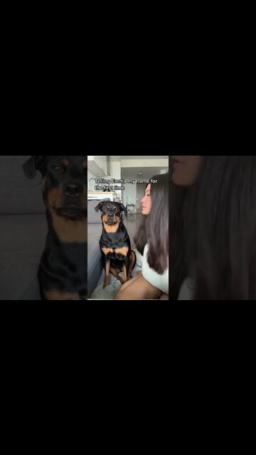 Momma stop that ✋️🤣 #shorts #rottweiler #dogs