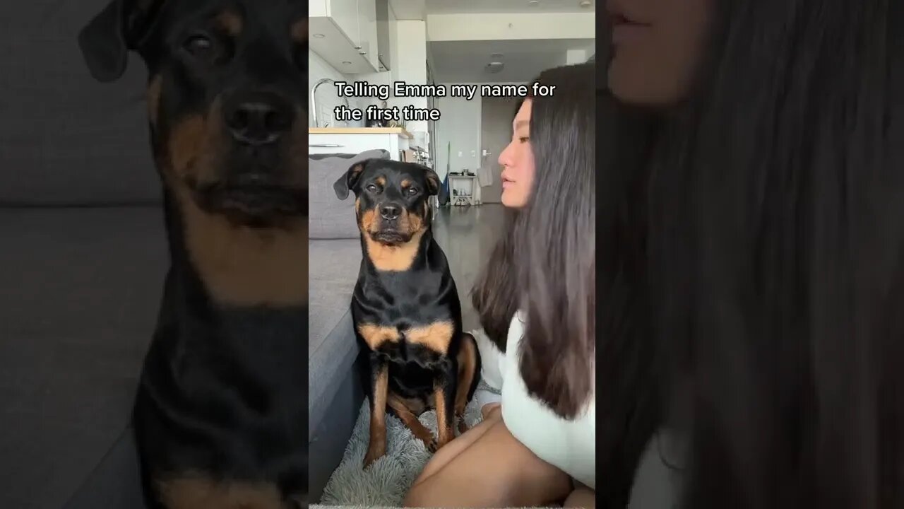 Momma stop that ✋️🤣 #shorts #rottweiler #dogs