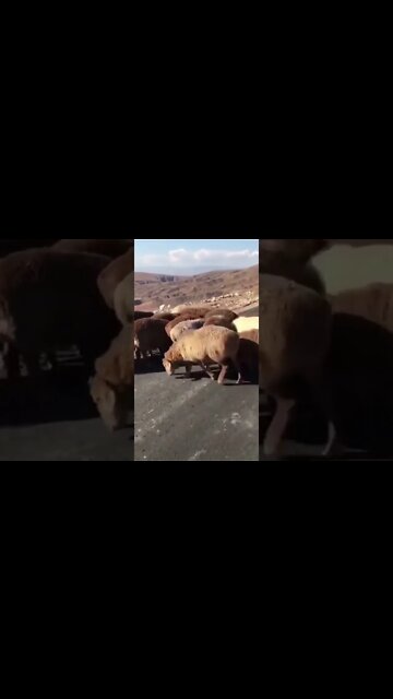 Animais fofos#funny cats compilation#cute animals#funny animals#gatos#cachorros,#takinanet#shorts