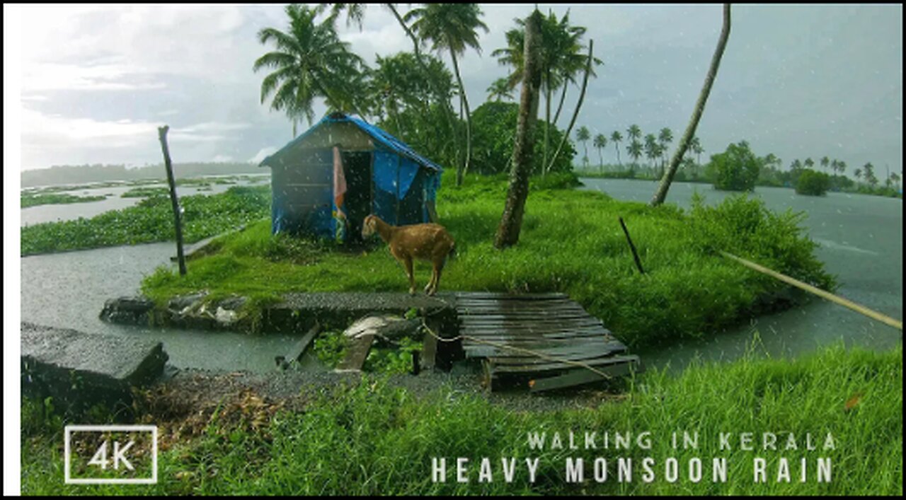 Refreshing walk in heavy rain on the backwaters of Kerala | ASMR rain sounds for deep relaxing sleep