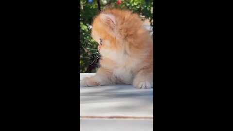 Beauty full cat videos