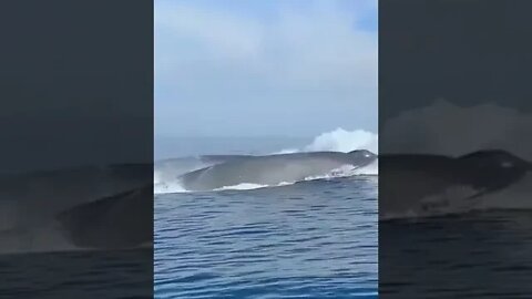 Sleek pair of Fin Whales surfacing