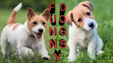 Angry Funny Dogs Video