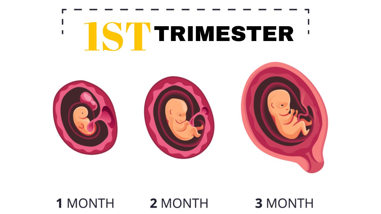 First Trimester | 3D Animated Pregnancy Guide