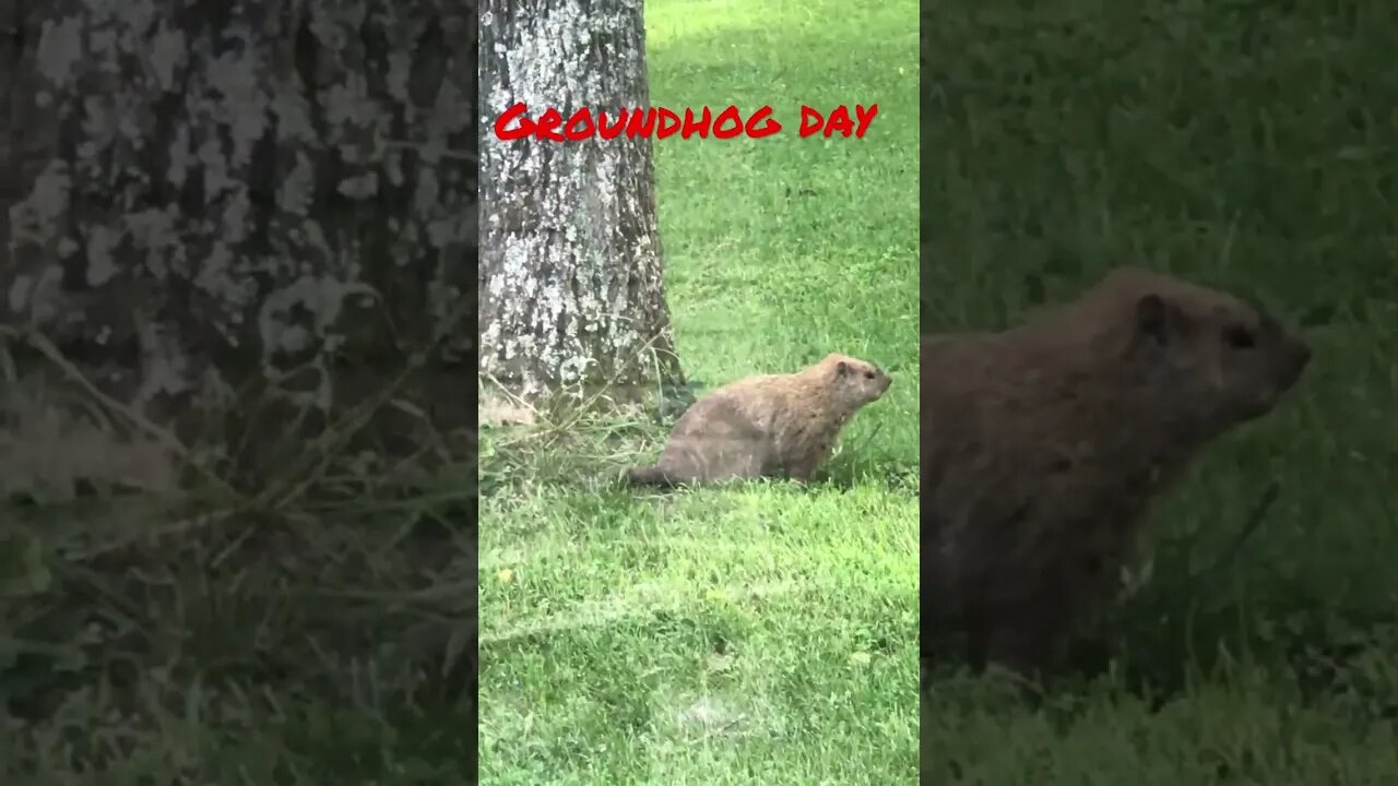 Ground hog day is more than once a year #shorts