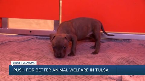 Animal welfare nonprofits form coalition to engage Tulsa city leaders