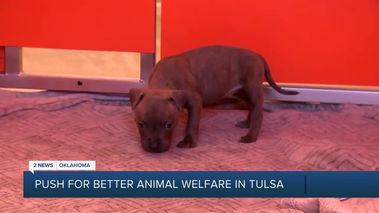 Animal welfare nonprofits form coalition to engage Tulsa city leaders