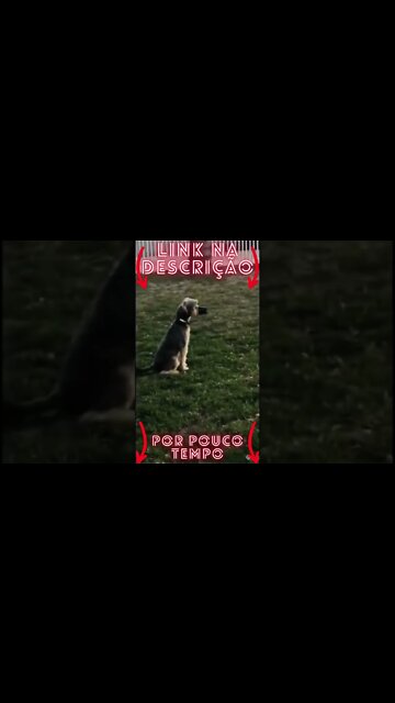 Animais Engraçados e Fofos Se você ama o seu Pet clique no link abaixo!#shorts 1