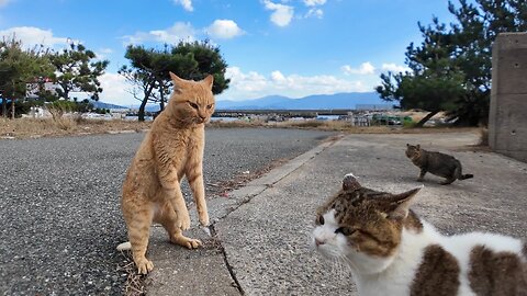 Why does this happen? I thought they were good friends, but suddenly the cat gets angry.