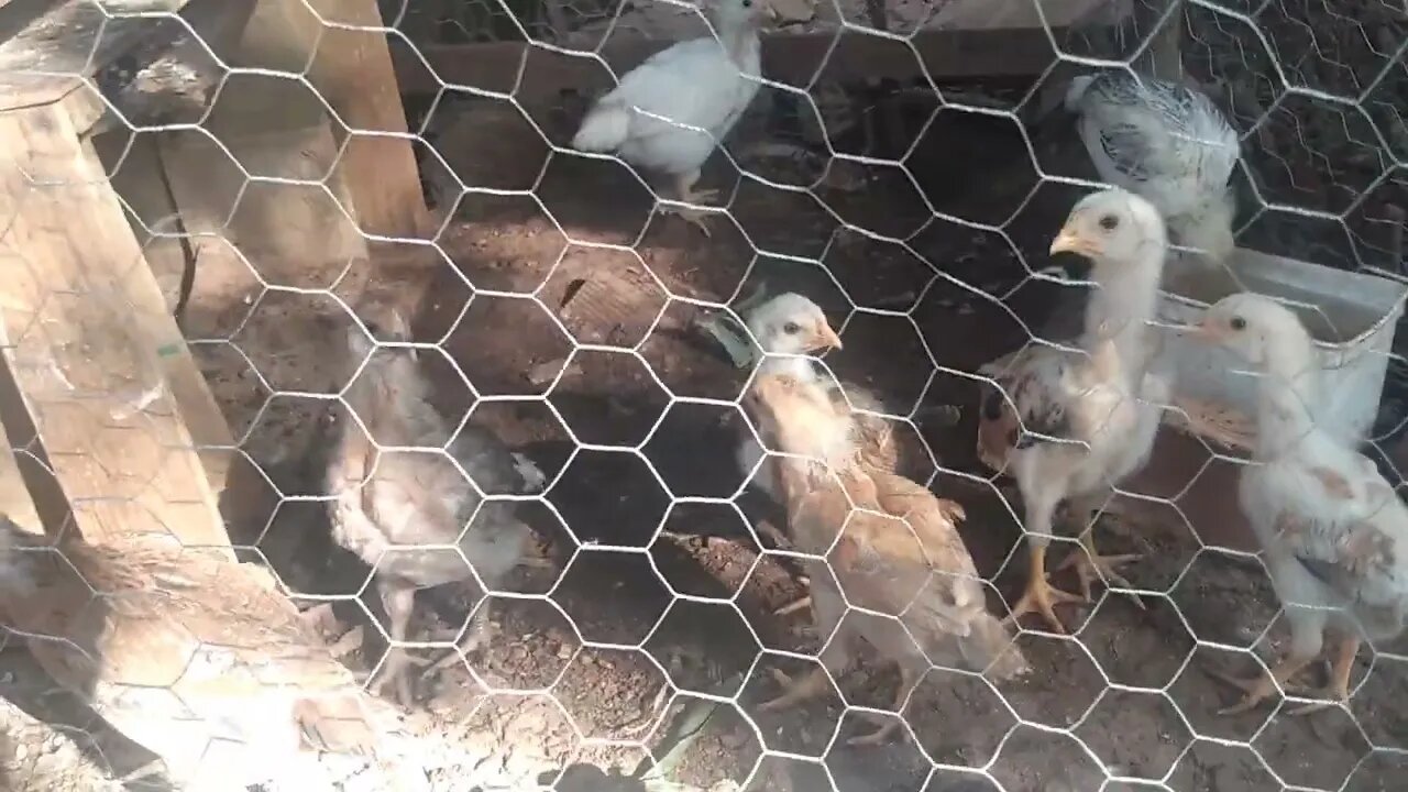 pintinho criado com galinha ou sem galinha 🐔🐔 qual maneira e a melhor?