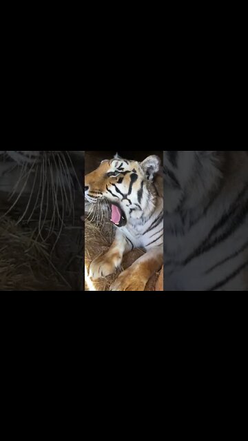 #shorts #2022 funny,prank,funjokes,dad jokes,funny memes,funny video,fun,laughing,funny animal,knock