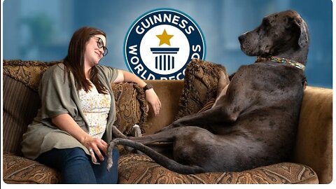 Great Dane is the World's Tallest Dog - Guinness World Records