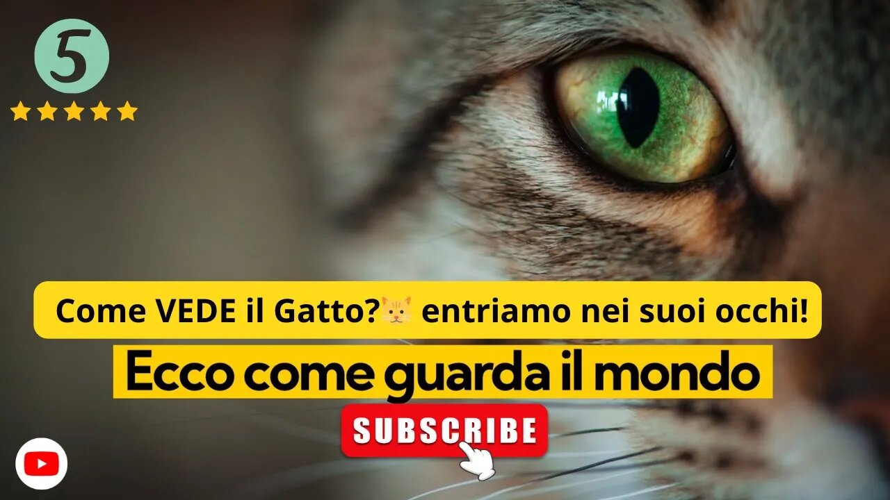 Come VEDE il Gatto?🐱 entriamo nei suoi occhi!