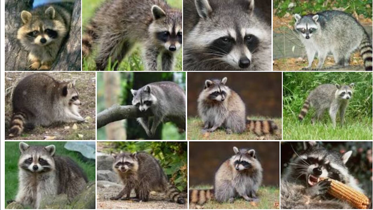 A pet raccoon wakes up the moment he smells peanuts