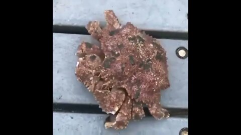 Box Crab