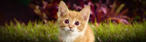 Cute cats