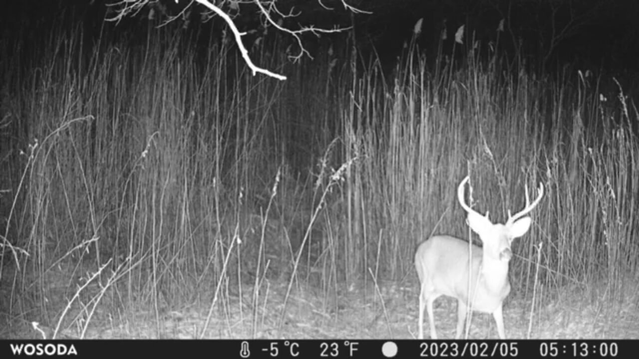 Trail Camera: Whitetail Buck🦌