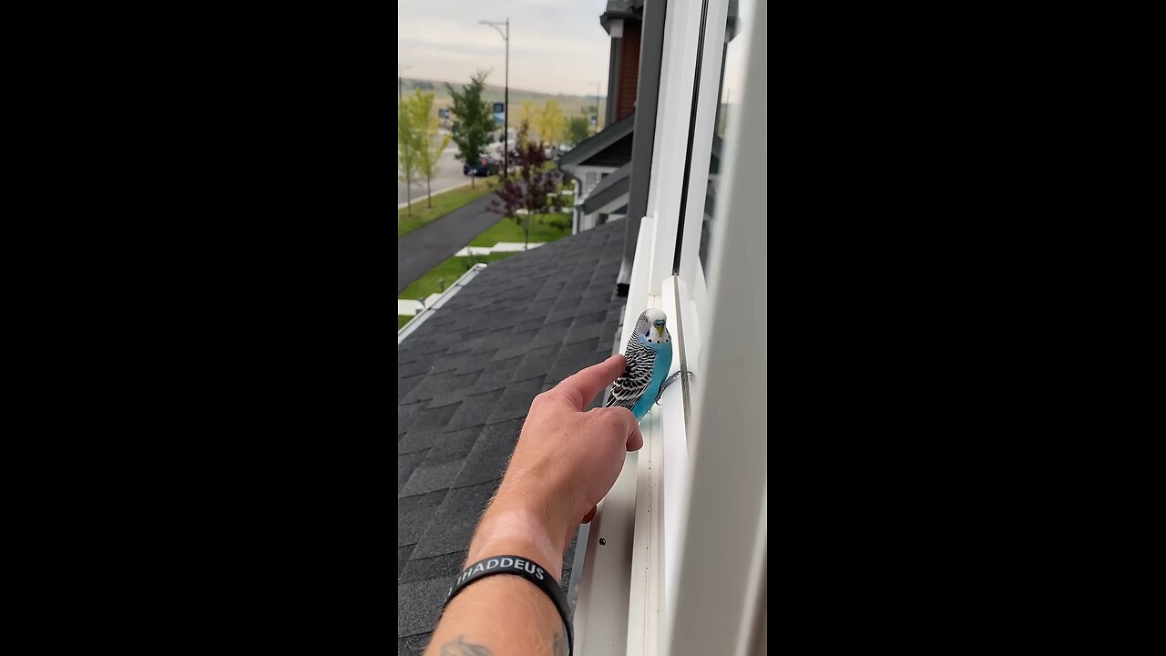 Person is pretting a little bird that he found on his window!