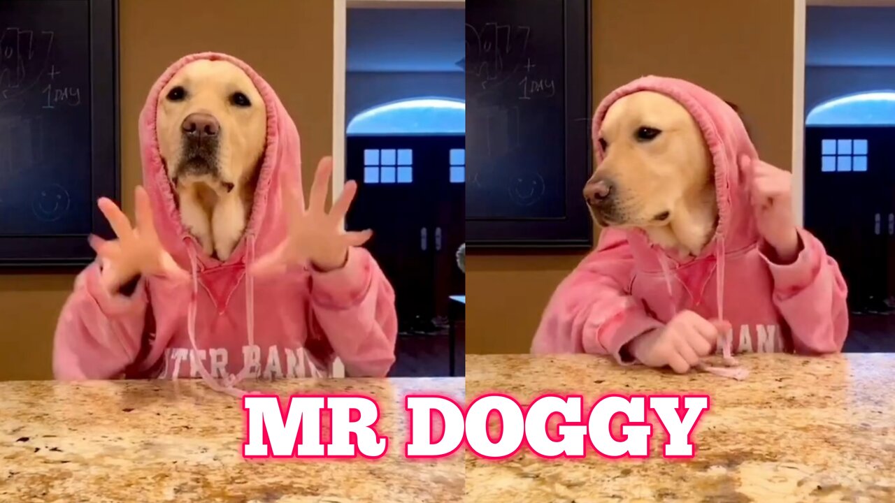 MR DOGGY Funny moments 🤣🤣🤣