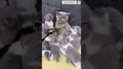 cute cat videos 😹 funny videos 😂 508 😻
