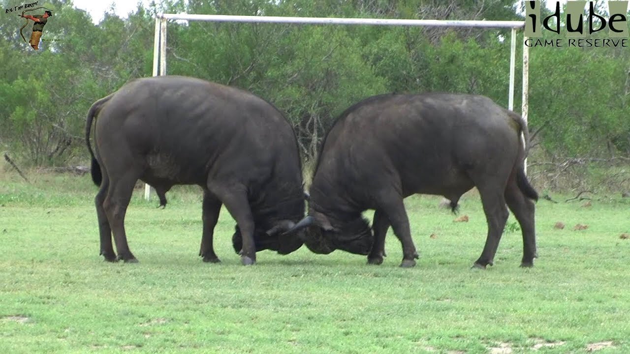 Buffalo vs Buffalo (On a Football Pitch?!?)