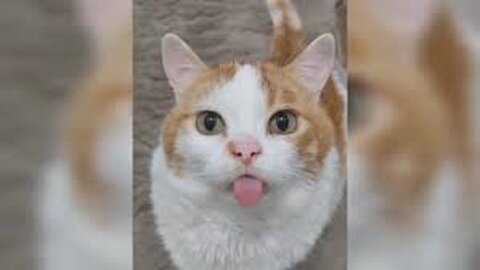 Try Not To Laugh Animals : Funniest Cat - Dogs Videos | Funny Animal Videos
