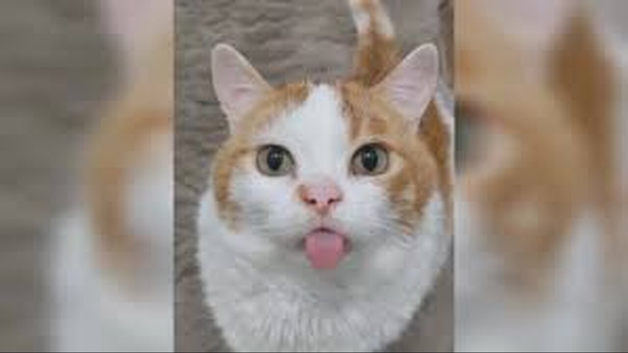 Try Not To Laugh Animals : Funniest Cat - Dogs Videos | Funny Animal Videos