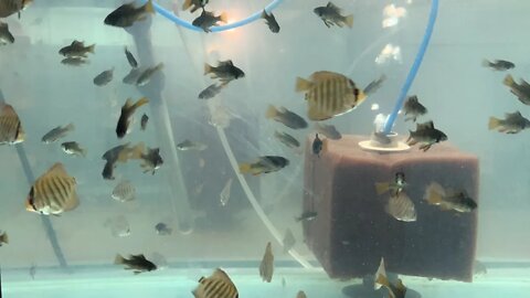 Work never Stops in the Fish Room! Friday Night Fun!!! Come join the Stream!