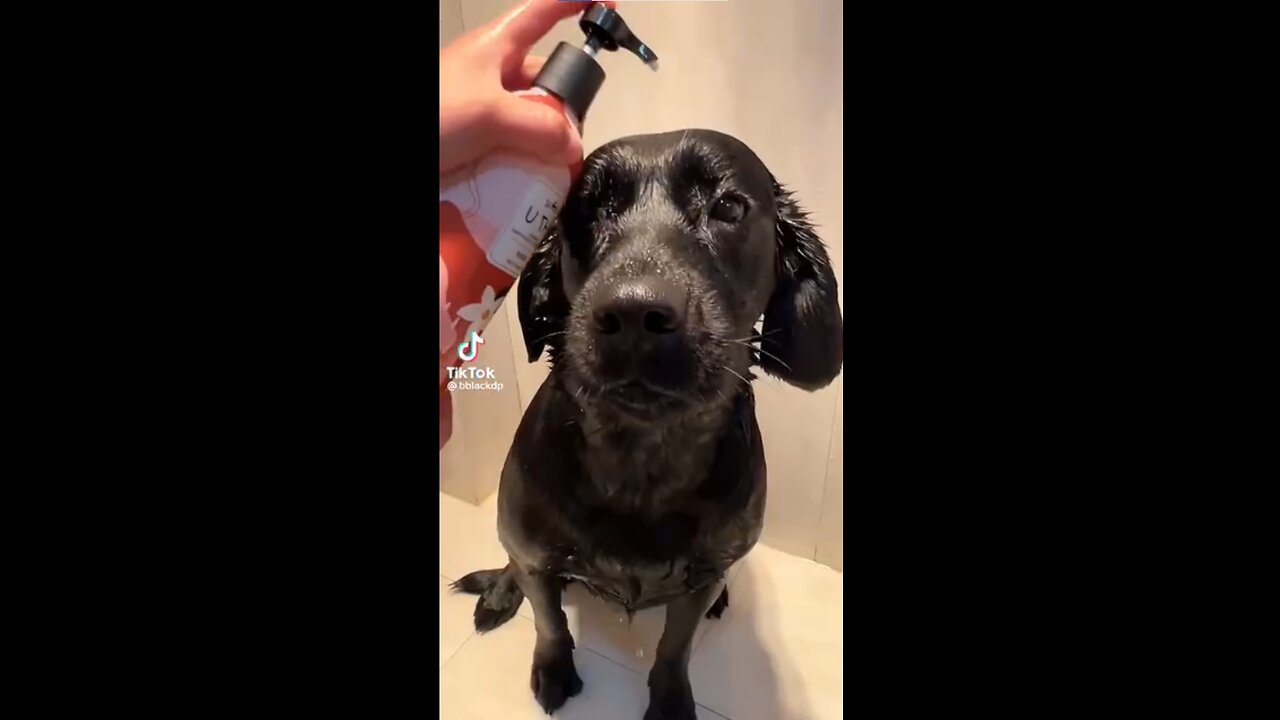 dog actually enjoys taking a bath