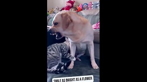 Cute Animals funny video 🐈, 🐈 🐈 😄 😄😄😄