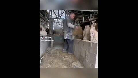 Cows are such amazing animals, check out how they behave so funny 😂😂