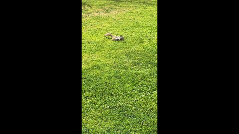 Two Squirrel Outside Eating Grass #follow #followme