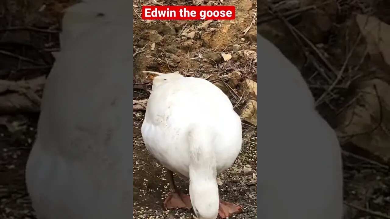 Edwin the goose