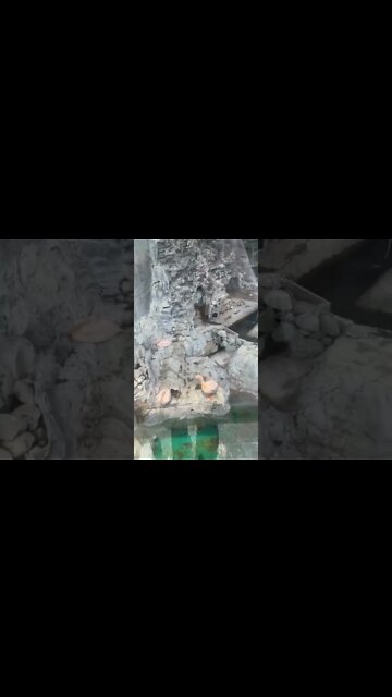 어린이대공원 플라멩고 학 펠리컨