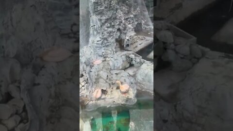 어린이대공원 플라멩고 학 펠리컨