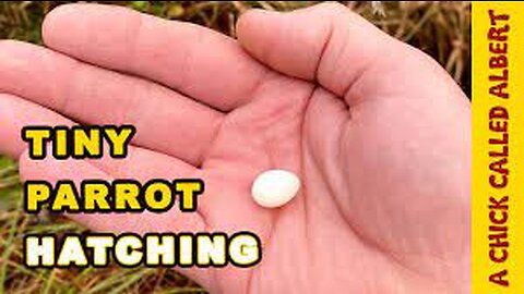 The Smallest Parrot you've ever seen - Tiny egg hatching #2