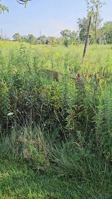 I Nearly Bumped into this Deer