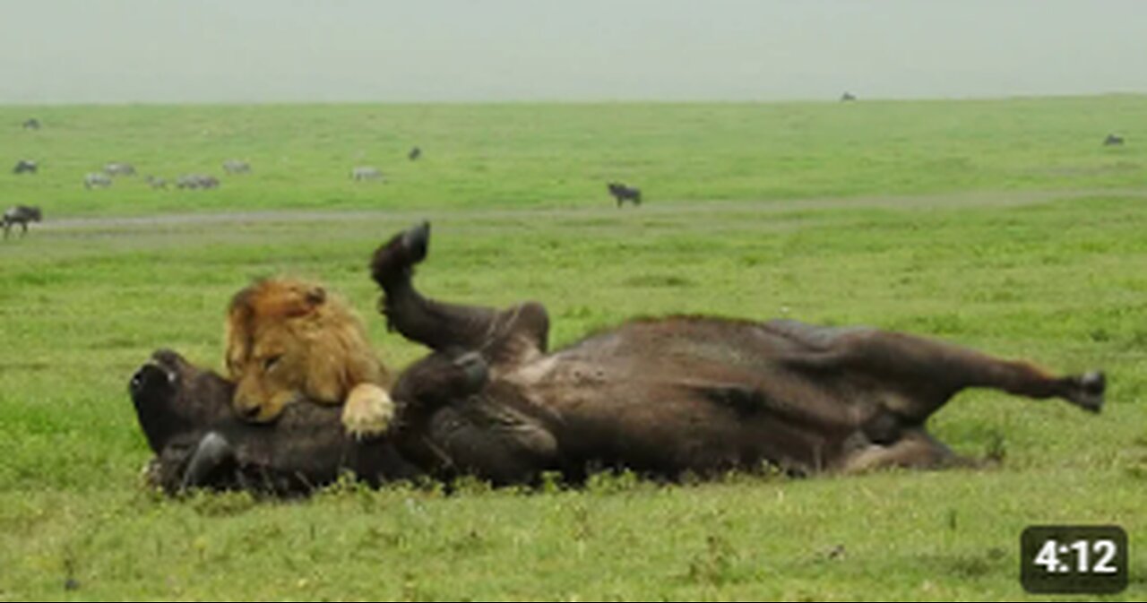 Amazing Footage of a Male Lion Taking Down a Buffalo with Consumate Ease Befofe your Very Eyes