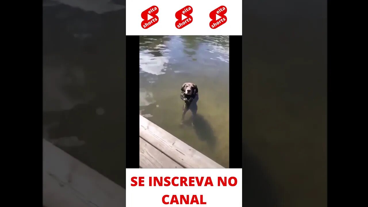 Cachorro no lago #shorts