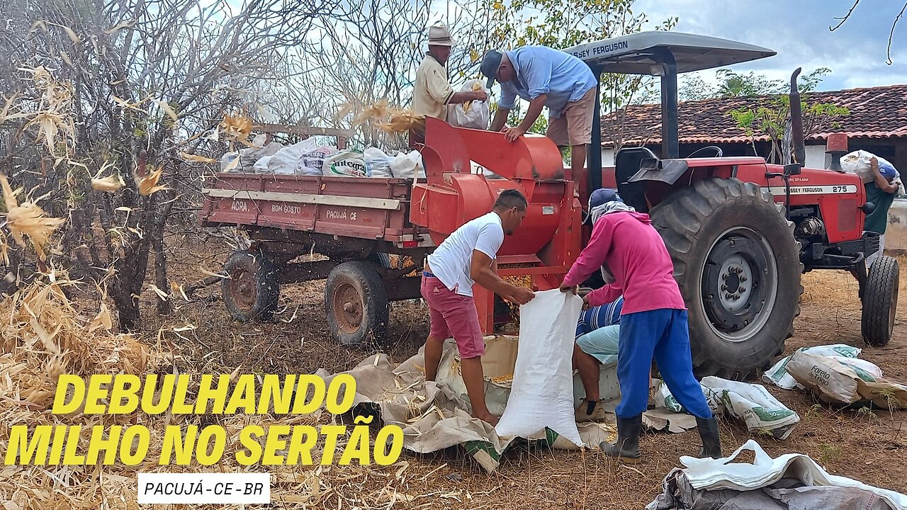 DEBULHANDO O MILHO DA SAFRA NO SERTÃO DO CEARÁ-BR | RAIZES DO REI