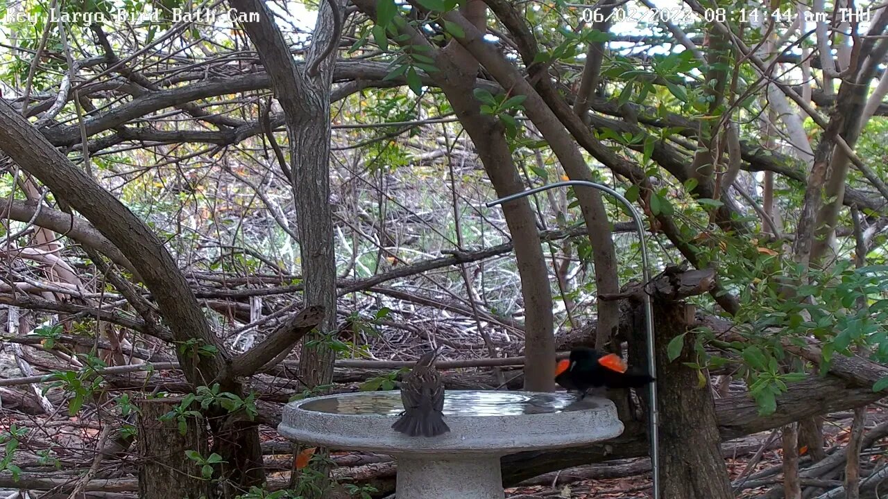 Red-wing blackbird mating dance