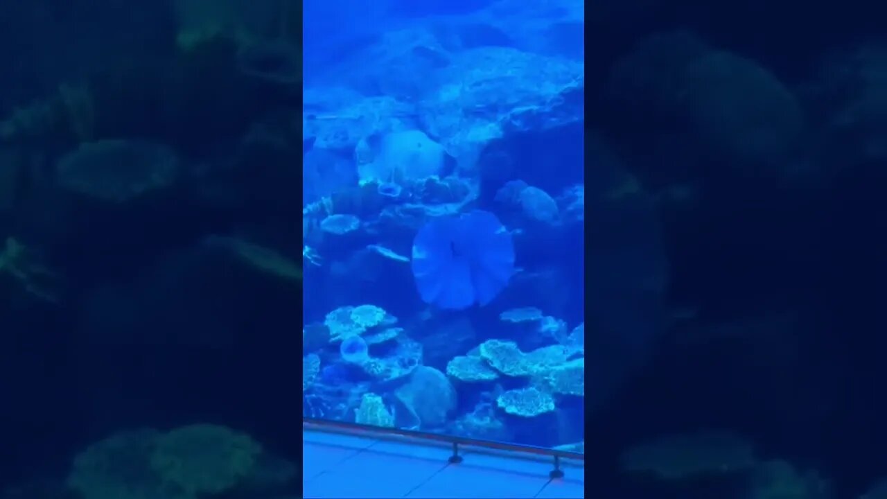 #dubai#youtubeshorts #subscribe #aquarium #dubaiaquariumandunderwaterzoo#dubaiaquarium
