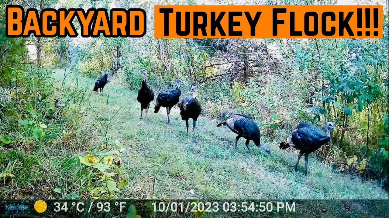 Turkeys FOUND The Chokecherry BUSHES!!!