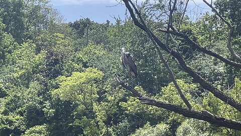 Great Blue Heron cleaning up and stretching