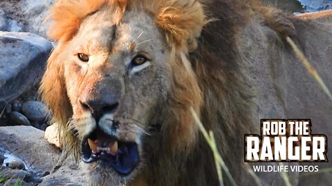 Lion Tries To Keep Vultures Off His Hippo Meal | Maasai Mara Safari | Zebra Plains