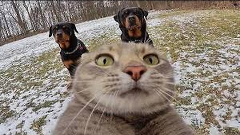 🤣Funny animals - 😄😄Funny cats / dogs - Funny animal videos 167‏